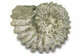 Bumpy Ammonite (Douvilleiceras) Fossil - Madagascar #277189-1